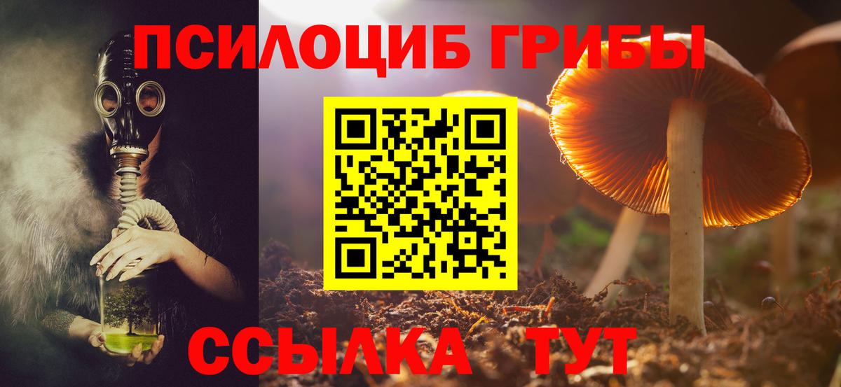 Псилоцибиновые грибы Psilocybe Владимир